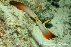 Courting Fire Gobies by Barbara Schilling 